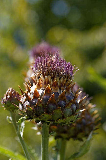 Jardin des Impressionnistes-080